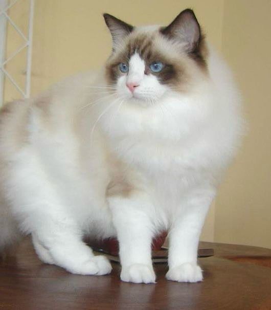 Ragdoll koteczka kocurek gotowe do zmiany domku