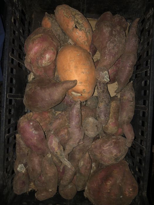 Batata doce vermelha