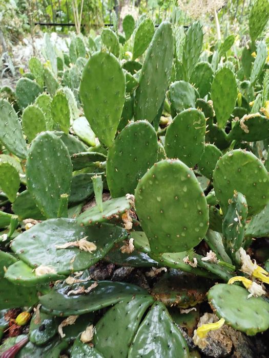 Василёк многолетнее растение.