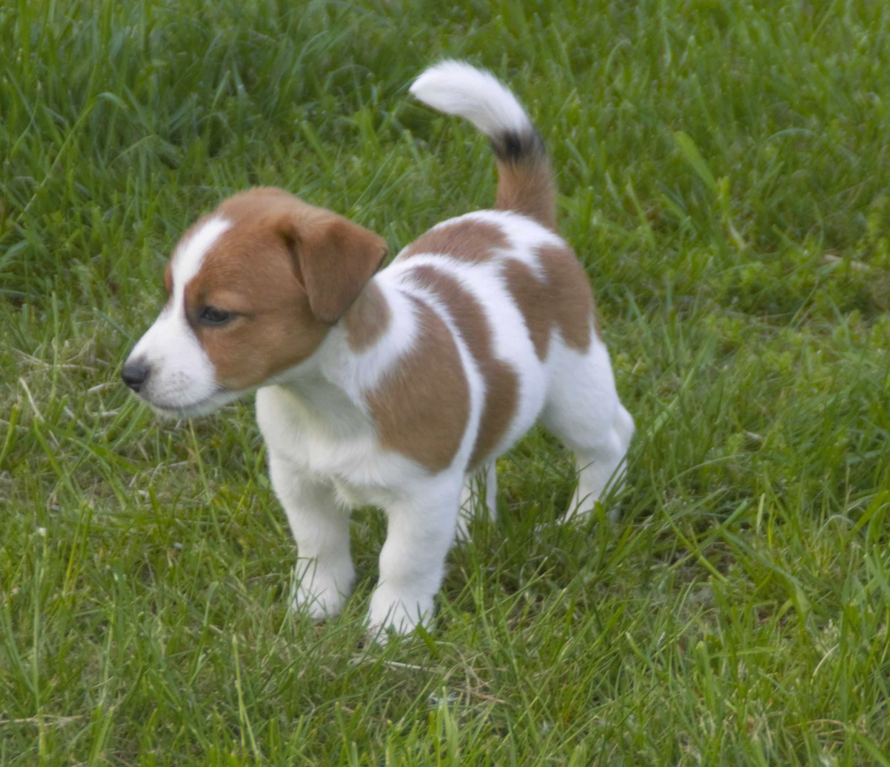 Jack Russell Terrier- piesek FCI