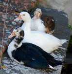 Patos mudos/selvagens