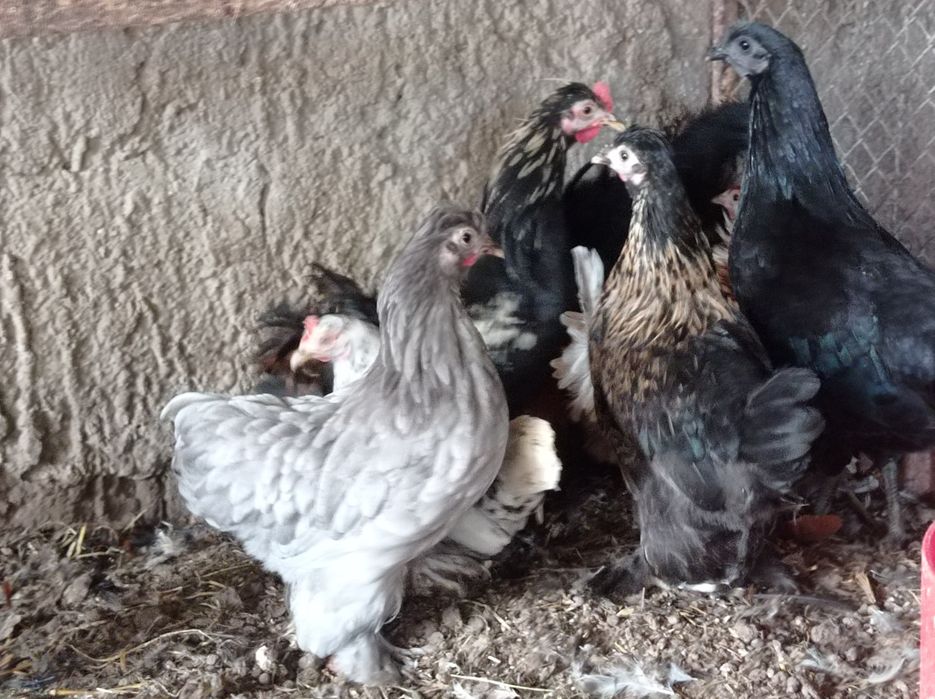 Kurki koguty  cwerga liliput mix