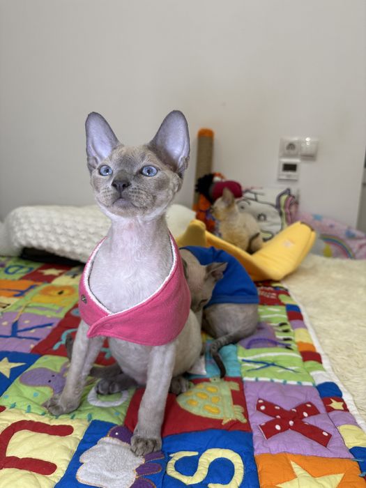 Семен, яркий голубоглазый котенок ищет маму