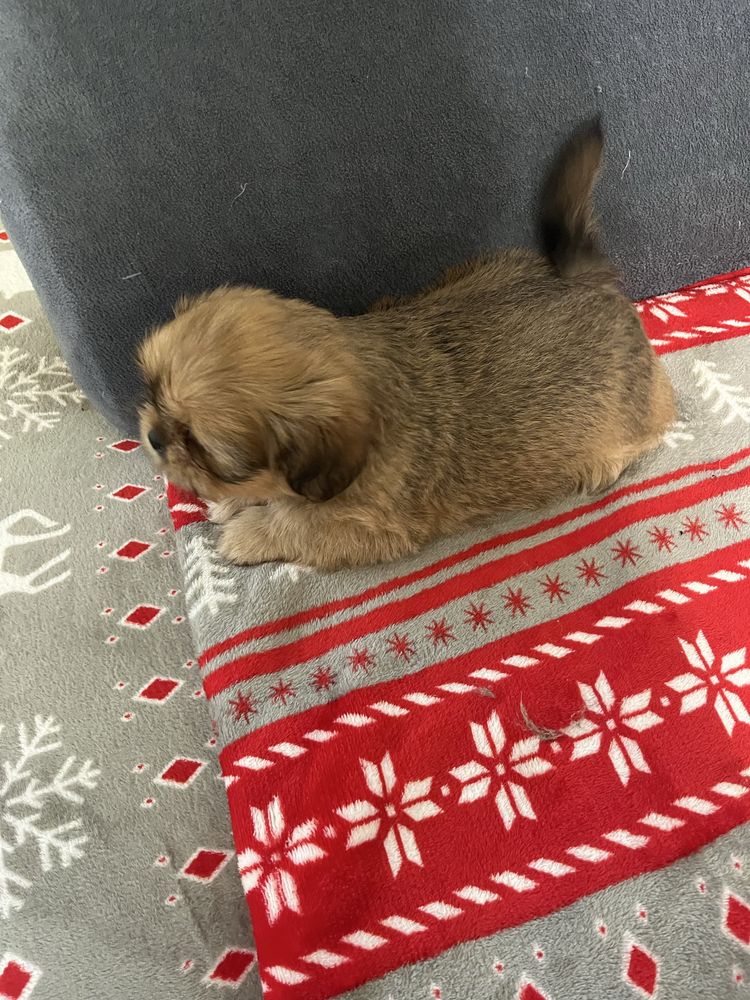 Shih tzu suczka