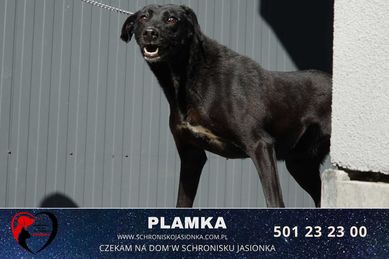 Plamka-do adopcji