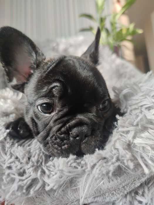 Бомбезные генные французики