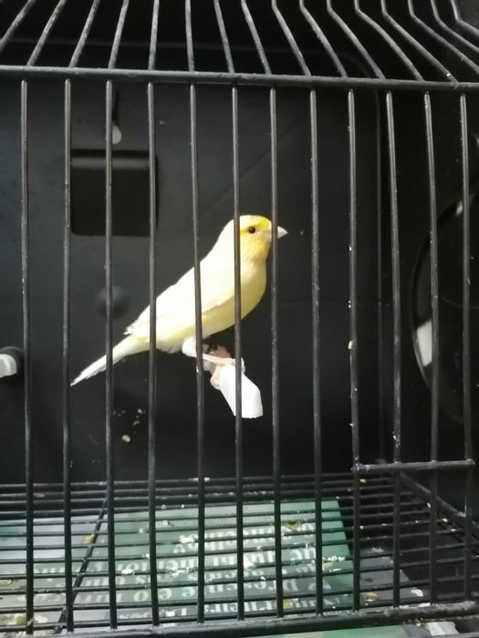 Canários timbrados espanhol