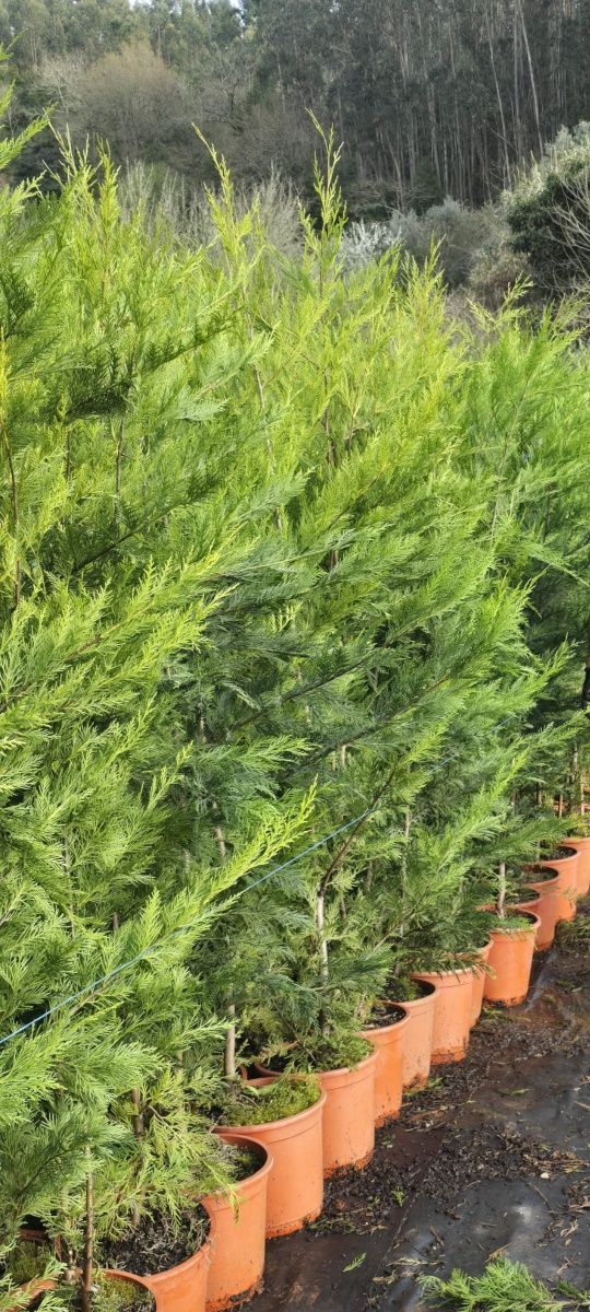 Cupressus leylandes de crescimento rápido