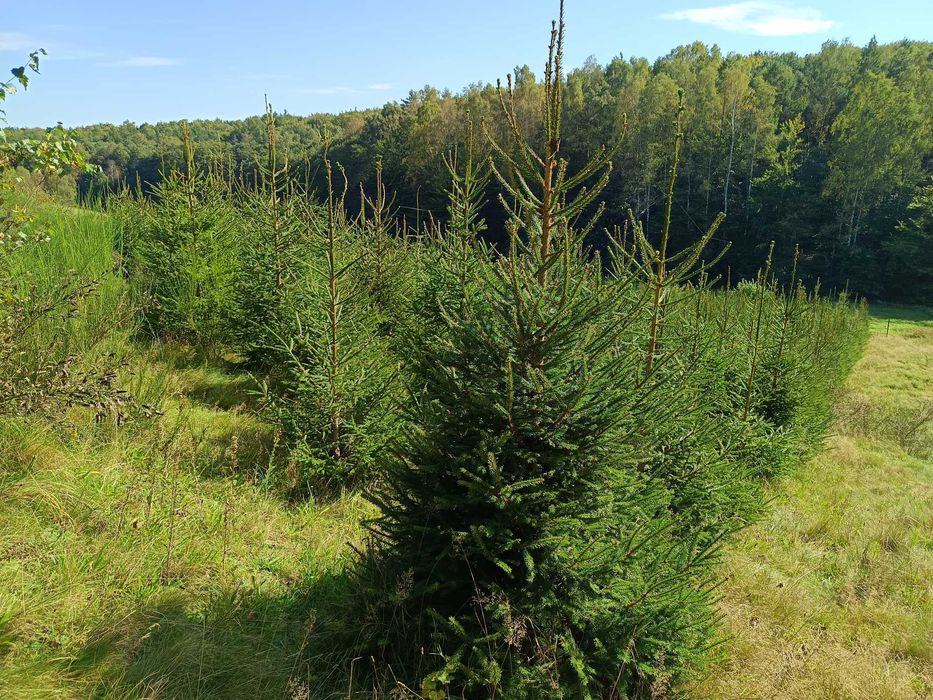 Świerk srebrny lub pospolity formowany choinki, plantacja choinek