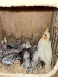 Aves para criar a mão (Rosicolis, caturras e kakatikis)