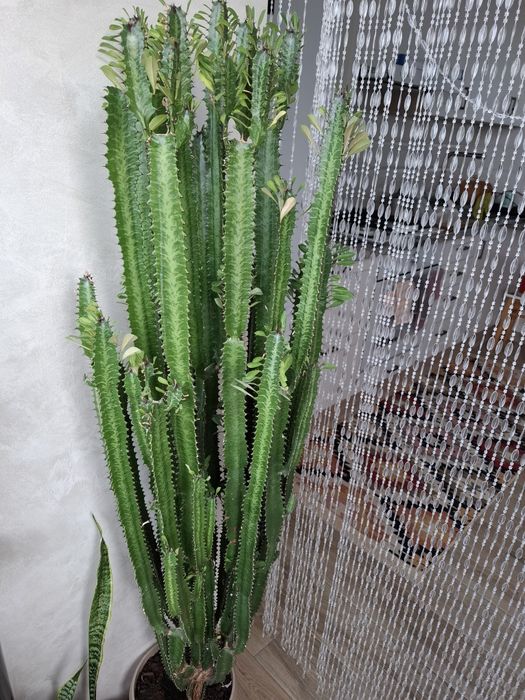 Вазон, висота 1.5 м.