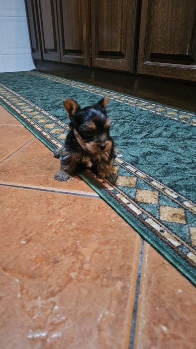 Yorkhire terrier macho