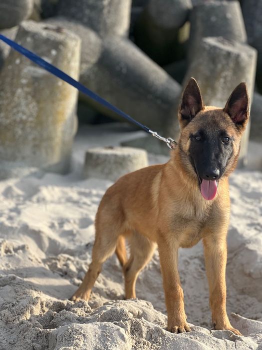 Owczarek Belgijski Malinois FCI pies