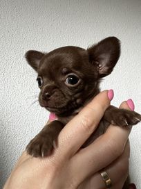 Chihuahua krotkowlosy czekoladowy piesek