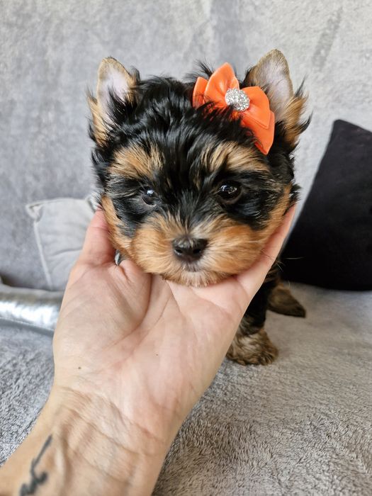 Yorkshire terrier, śliczny piesek bez wad