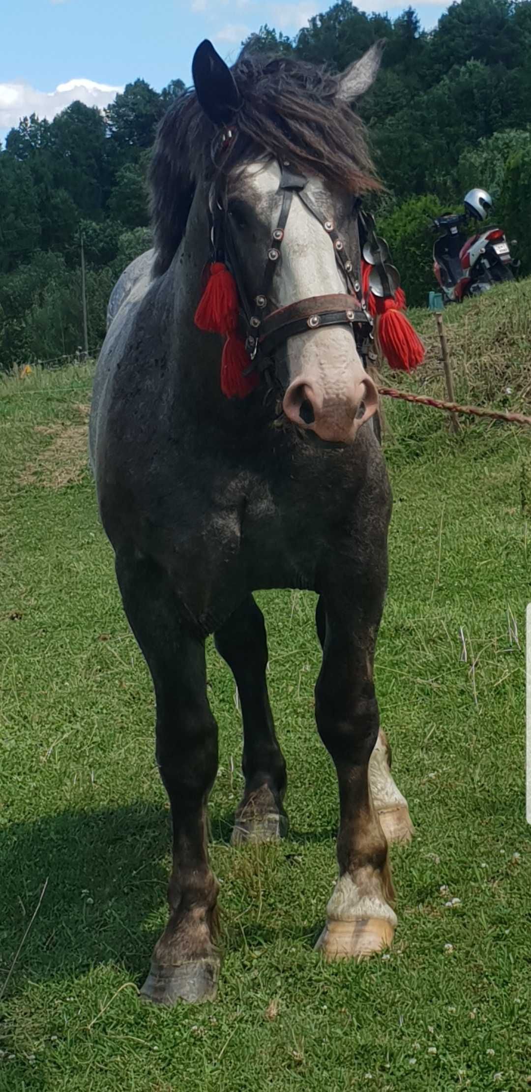 Sprzedam Ogierka Zimnokrwistego 15 Miesięcy Szpak