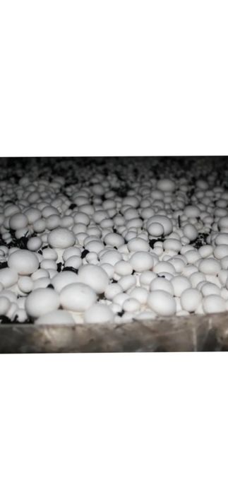 Грибний блок, Шампиньона, Печериці.