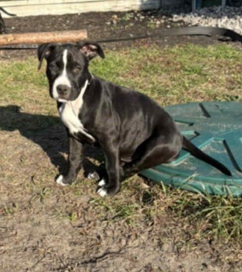 Szczenię Pitbull terrier