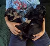 oddam za darmo Cocker spaniel Angielski