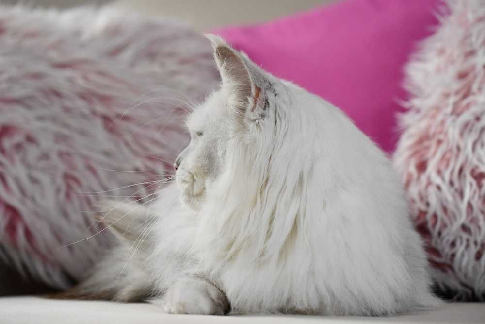 Kocurek maine coon