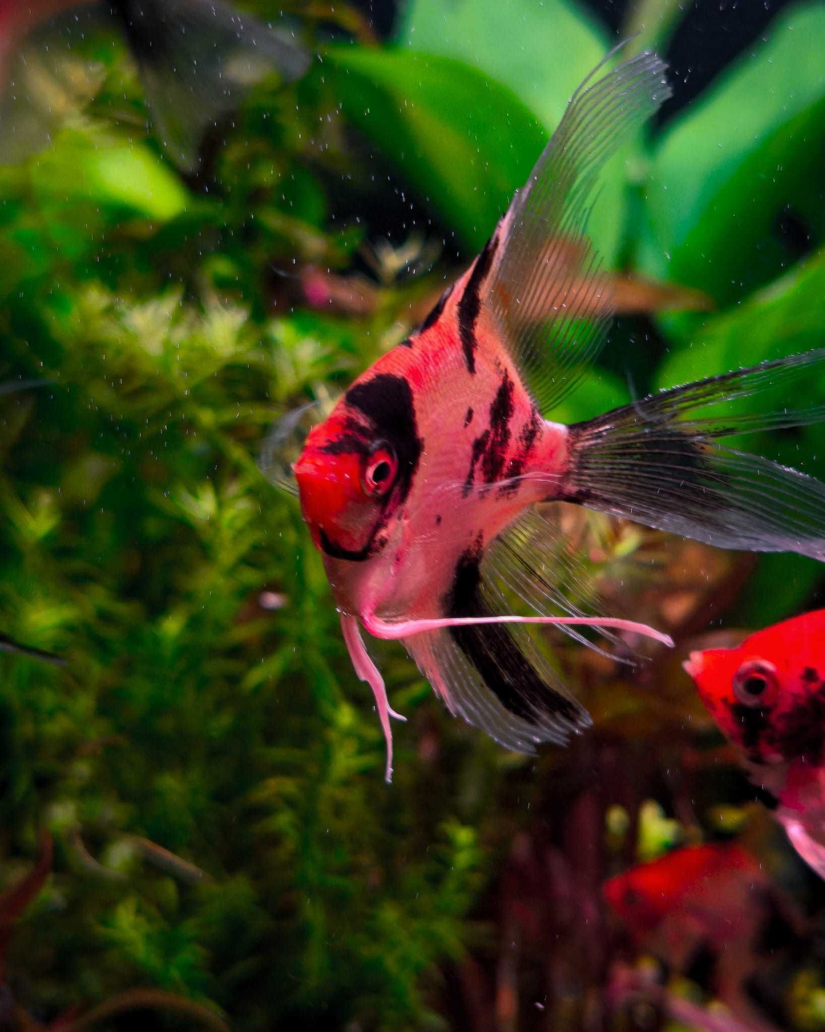 Skalary Red Devil - Rarytas - Masson