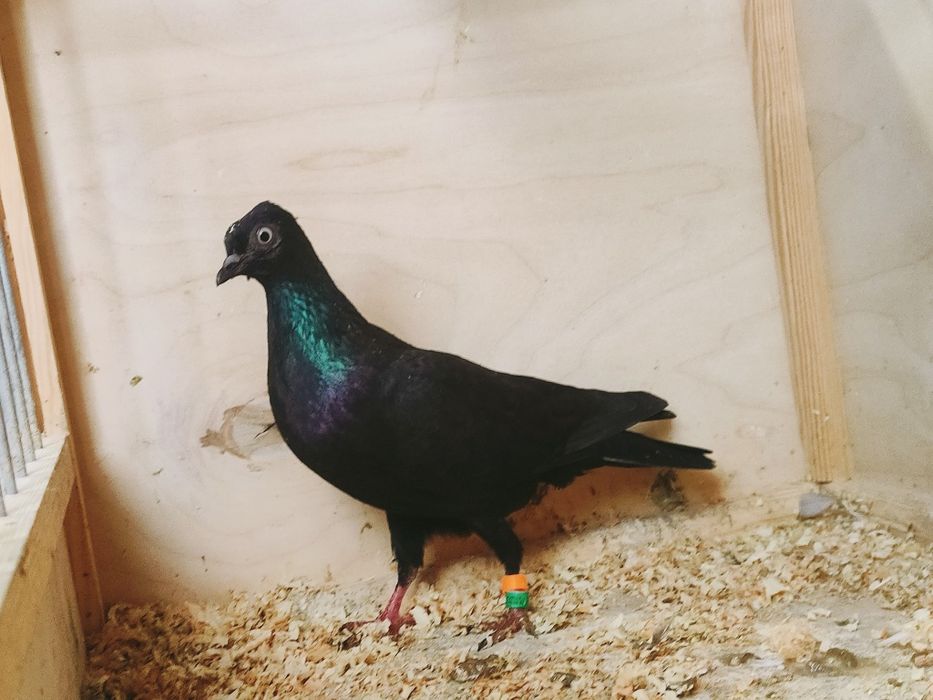 Wiedeński wiedeńska samica