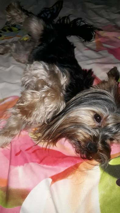 Вязка Йоркширский терьер