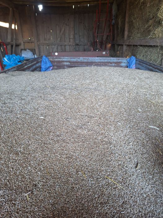 Sprzedam żyto na pasze