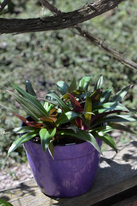Традесканція покривальчаста, Рео (Tradescantia spathacea compacta)