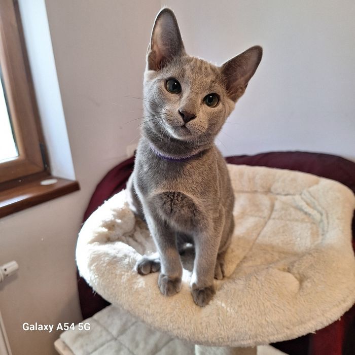 Kocurek rosyjski niebieski