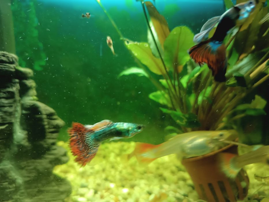 Gupiki akwariowe Red Mosaic Tail