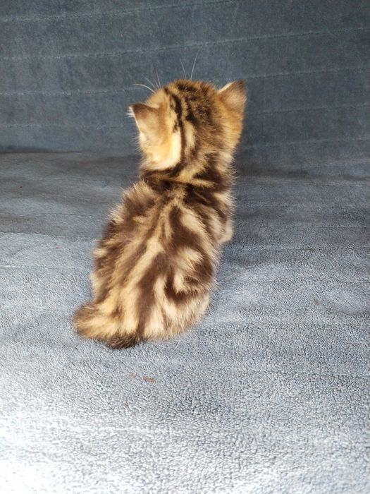 Котята Скоттиш страйт
