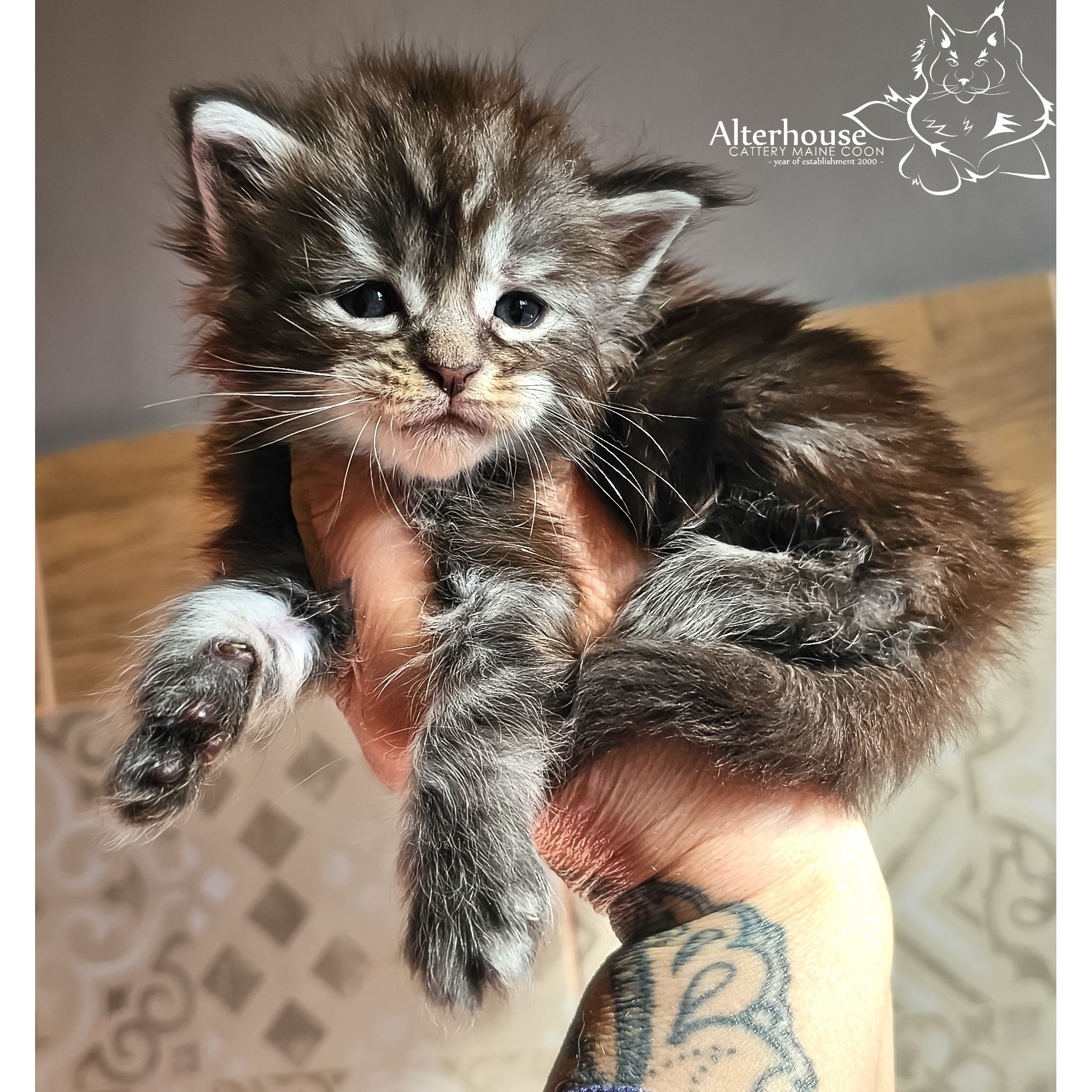 Maine Coon rodowód Felis Polonia FIFe WCC