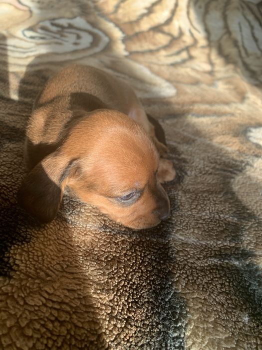 Цуценята такси, шукають родину!