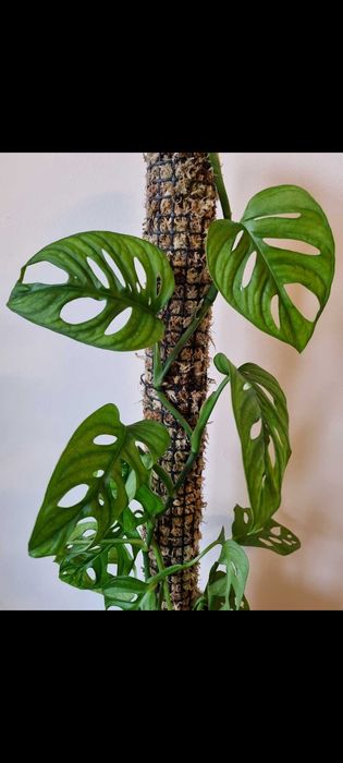 Palik podpora mech sphagnum moss pale do monstera philodendron