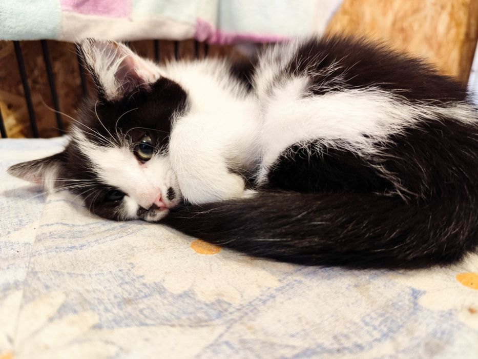 Шукаю родину для кошенятка