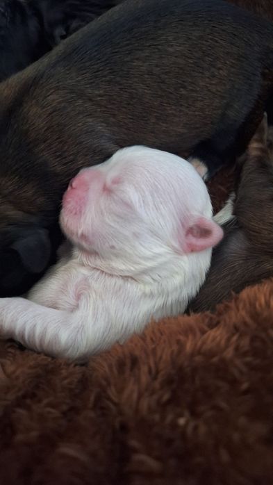 Shihtzu szczeniak