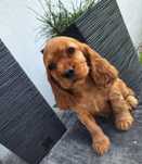 Suczka cocker spaniel szczeniak