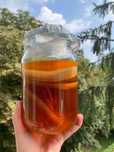 Grzyb herbaciany, scoby, kombucha