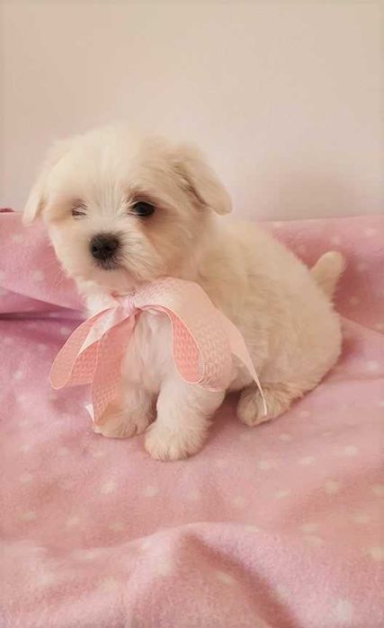 Maltańczyk Piesek, *Piękny* do odbioru.