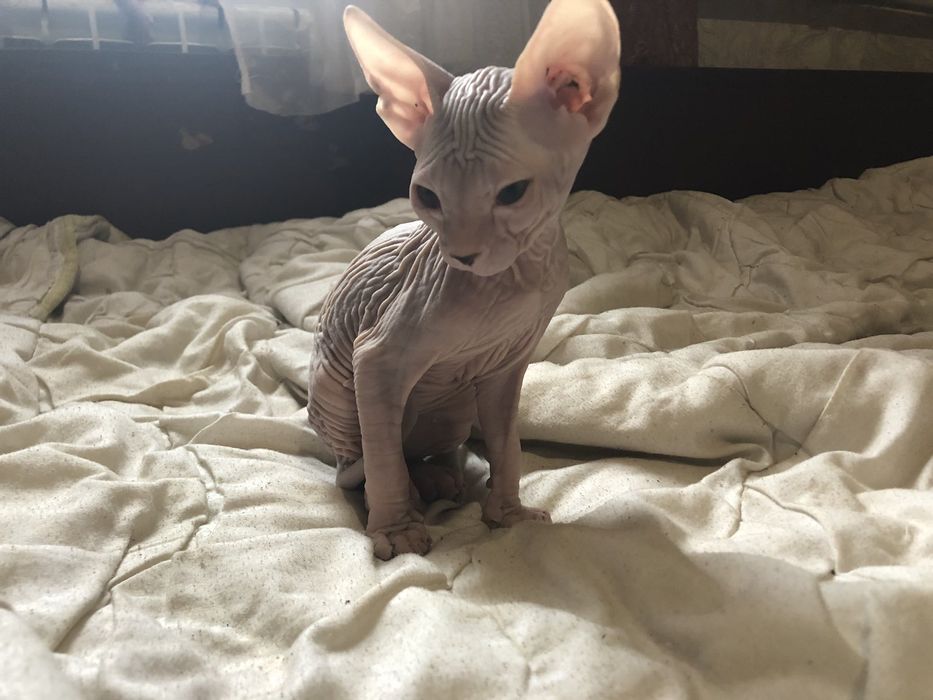 Донской сфинкс (кот и кошка)