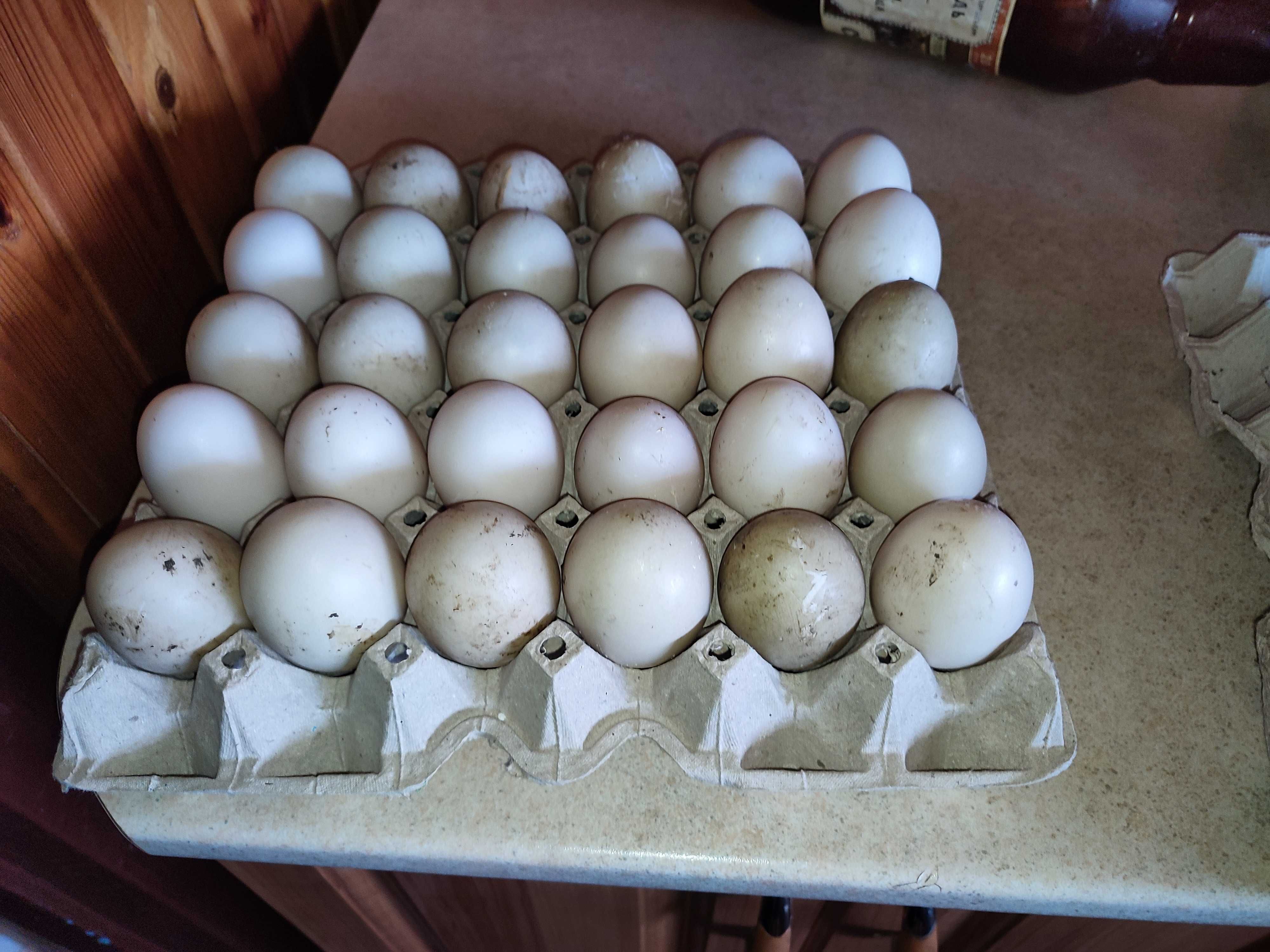 Яйця індо качки (шипуни, мускусні) для закладки