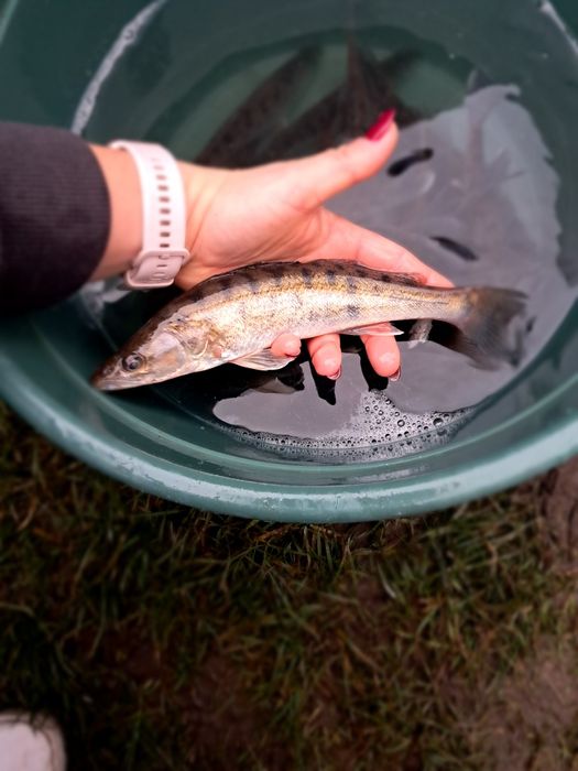 Karaś pospolita złota 18-20cm  Dostępny Jesiotr, karp