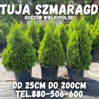 Tuja tuje szmaragd Gorzów Wlkp 25-200cm