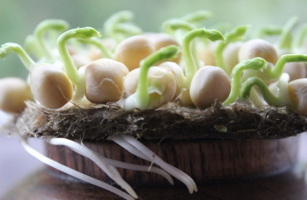 Горох для мікрозелені,мікрогріна ціна вказана за 2кг