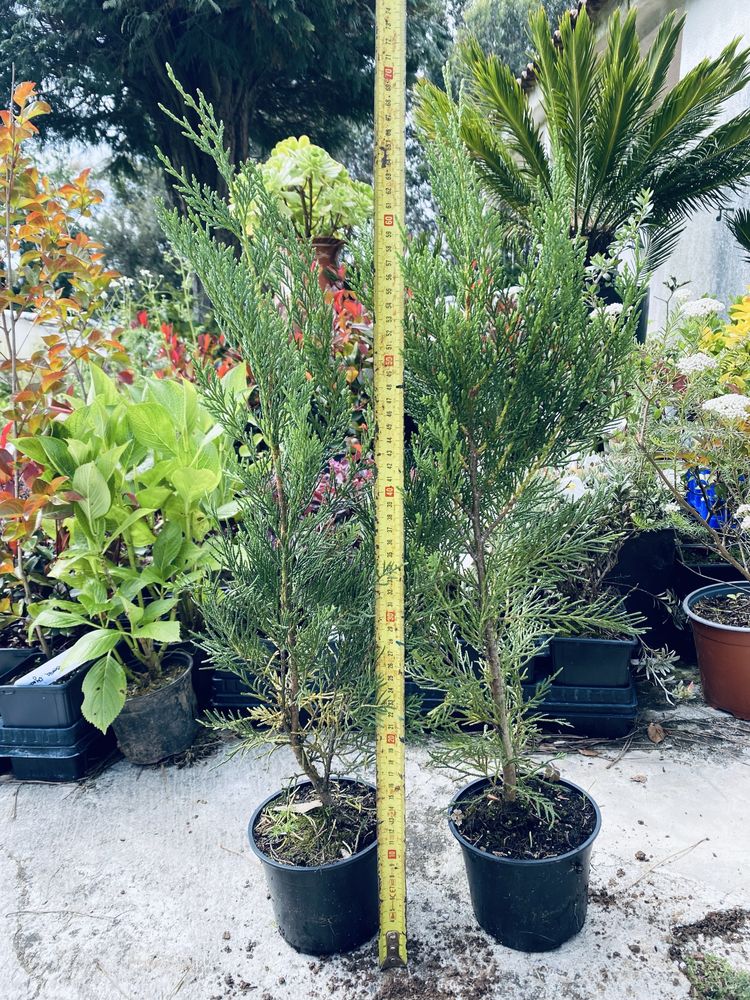 Leylands com cerca de 60 cm