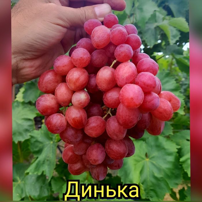 Черенки  та саджанці  винограду