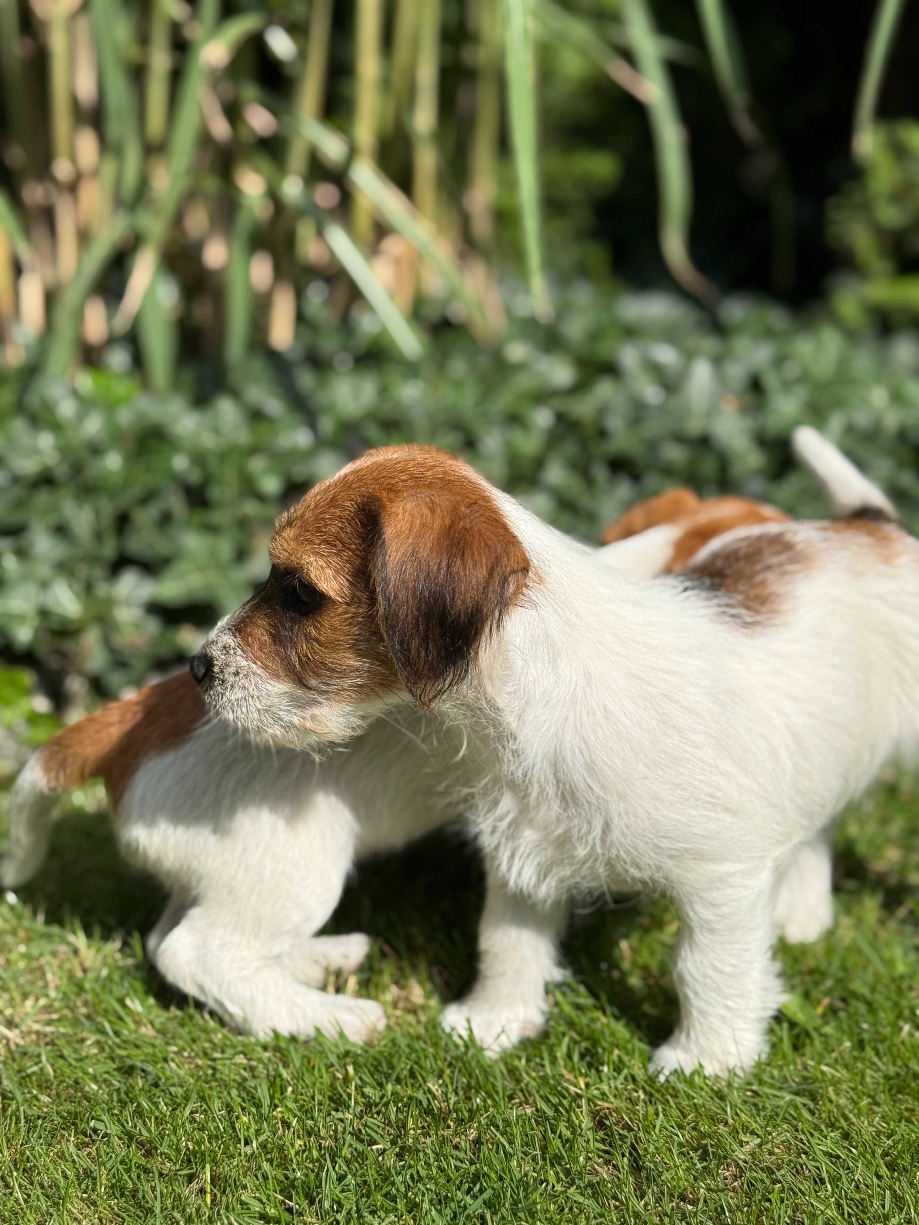 Jack Russell Terrier od #SMARTIE JACKS# rodzice FCI/ ZKwP pure MALE