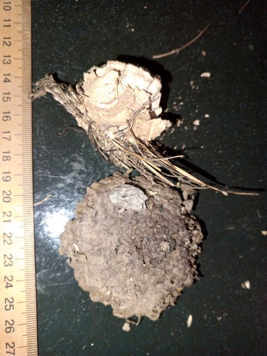 Коллекция осинное гнездо оригинал.