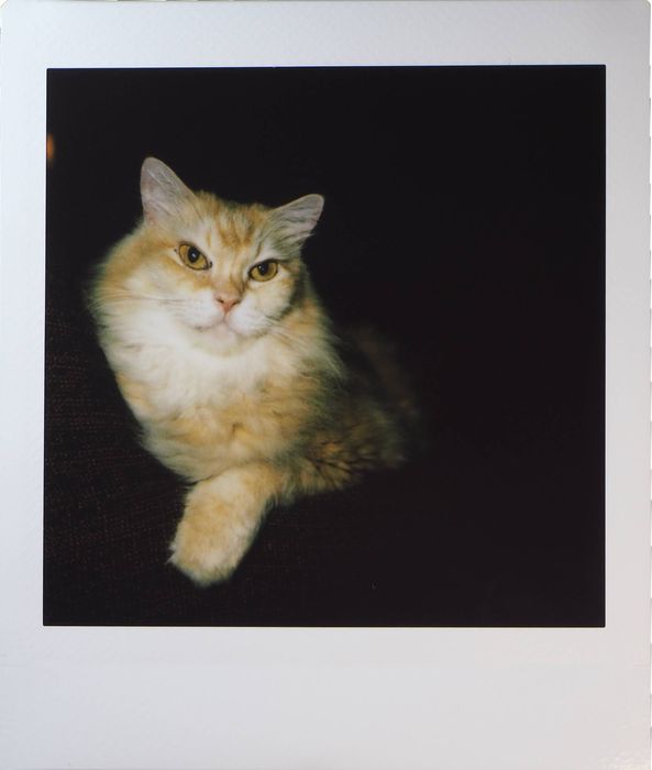 Камера швидкого друку Instax SQ1